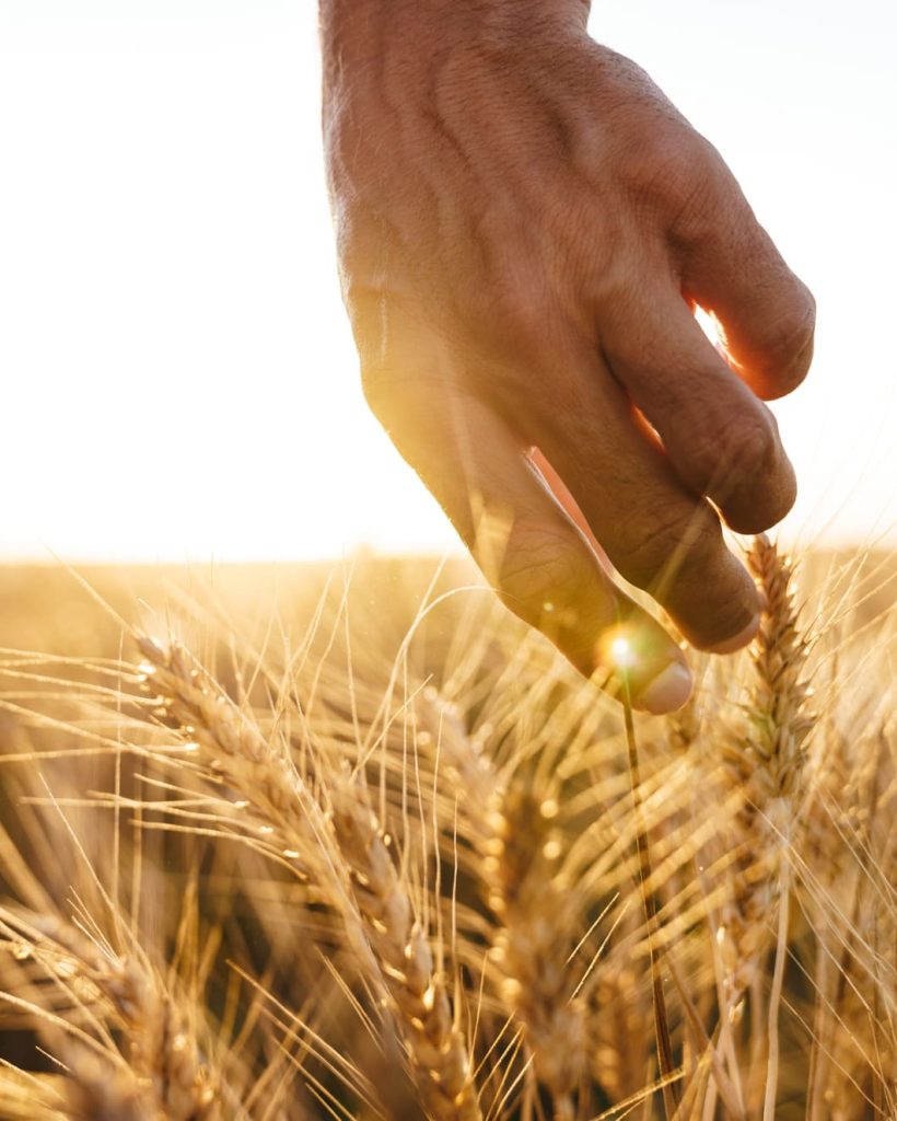cropped-image-of-man-examining-harvest-at-cereal-f-2023-11-27-05-11-13-utc