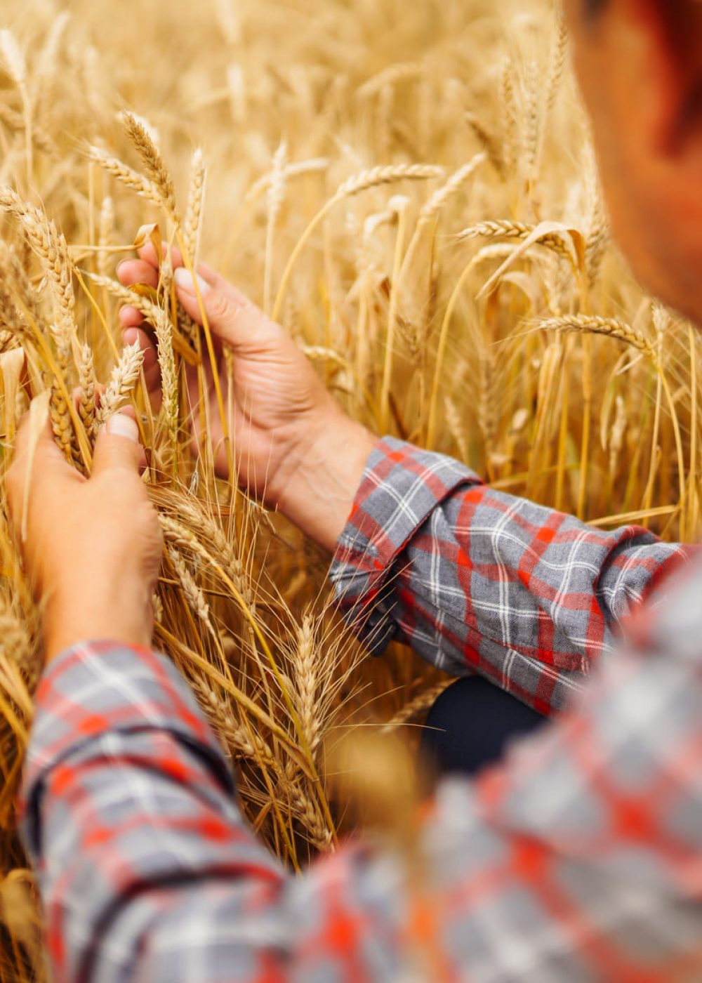young-agronomist-in-grain-field-farmer-in-the-str-2023-11-27-05-20-54-utc